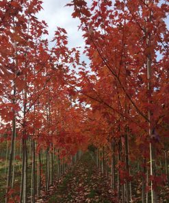 Acer freemanii 'Autumn Blaze'®